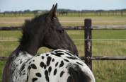 Magnifique Poulain SBS Appaloosa