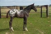 Magnifique Poulain SBS Appaloosa