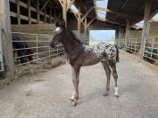 Magnifique Poulain SBS Appaloosa