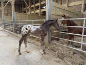 Magnifique Poulain SBS Appaloosa
