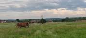 Pension chevaux Jura