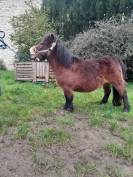 ponette shetland 