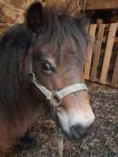 ponette shetland 