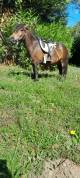 ponette shetland 