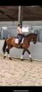 Kadaar cheval de 15 ans a vendre 