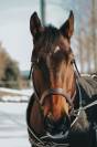 Hongre 7 ans polyvalent 