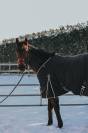 Hongre 7 ans polyvalent 