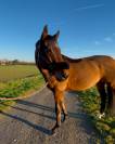 Hongre 7 ans polyvalent 