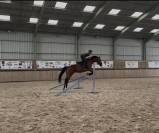 Hongre 7 ans polyvalent 