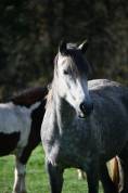 PONETTE CONNEMARA