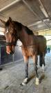 ? Cavalla da Salto “Hannelore C” – 14 anni – Pedigree 