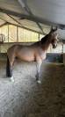 ? Cavalla da Salto “Hannelore C” – 14 anni – Pedigree 