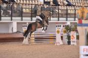 ? Cavalla da Salto “Hannelore C” – 14 anni – Pedigree 