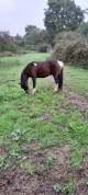 poney oc welshxshetland