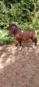 poney oc welshxshetland