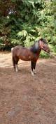 poney oc welshxshetland