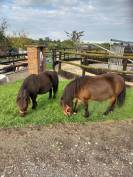Shetland  jument et hongre