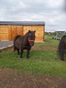 Shetland  jument et hongre