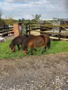 Shetland  jument et hongre