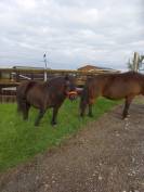 Shetland  jument et hongre