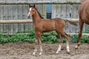 POULAIN WELSH PART BRED - COOPER VD HEFFINCK
