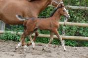 POULAIN WELSH PART BRED - COOPER VD HEFFINCK