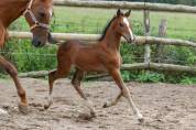 POULAIN WELSH PART BRED - COOPER VD HEFFINCK