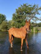 Hongre SF 7 ans Okavongo semilly