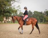 Jument PS de 3 ans à vendre