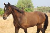 ✨Beautiful European-anglo-arab for sale✨