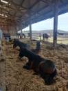 Pension chevaux et poulains à Muret (31)
