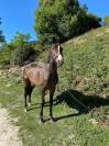 pur-sang a vendre 