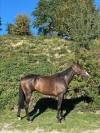 pur-sang a vendre 