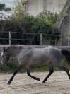 Ponette PFS 