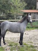 Ponette PFS 