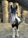 PONEY C POUR PRE RETRAITE