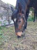 Pouliche 1 an 