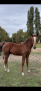 Poulinière selle français X trotteur