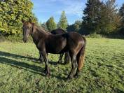 Osiris - Pouliche Frison 