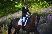 Cheval de dressage - Hongre BWP