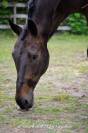 Cheval de dressage - Hongre BWP
