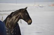 Cheval de dressage - Hongre BWP