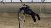 Jument de sport 