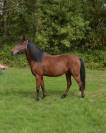 poney plein papier  11 ans 150cm