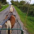 Hongre shetland
