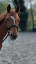 Cavalla PFS Pony Francese da Sella In vendita 2014 Sauro