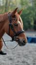 Cavalla PFS Pony Francese da Sella In vendita 2014 Sauro