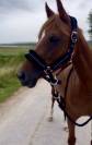 Cavalla PFS Pony Francese da Sella In vendita 2014 Sauro