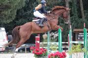Hongre Diego du plasson 