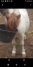 Ponette type shetland 7 ans